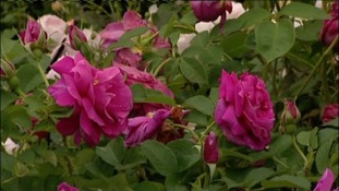 Roses at the Shrewsbury Flower Show