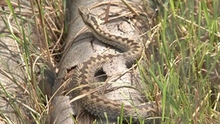 An adder being helped by the breeding programme at West Midlands Safari park