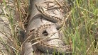 An adder being helped by the breeding programme at West Midlands Safari park
