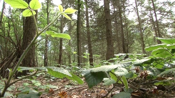 The Wyre Forest in Worcestershire