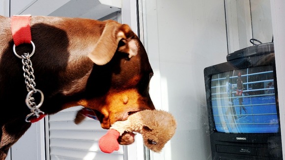 Dexter the 10-month-old Doberman pet of boxer Nicola Adams holds his boxer stuffed toy as he watches her gold medal fight.