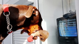 Dexter the 10-month-old Doberman pet of boxer Nicola Adams holds his boxer stuffed toy as he watches her gold medal fight.