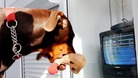 Dexter the 10-month-old Doberman pet of boxer Nicola Adams holds his boxer stuffed toy as he watches her gold medal fight.