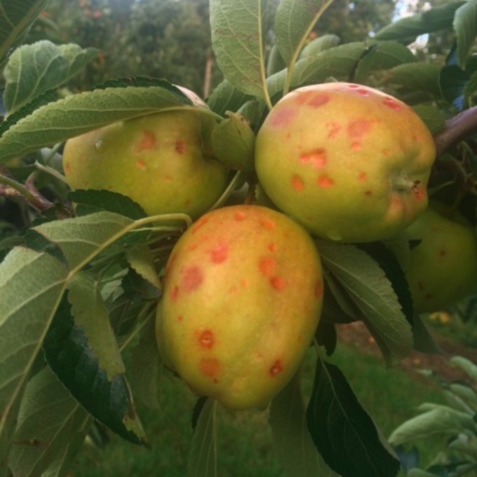 apples