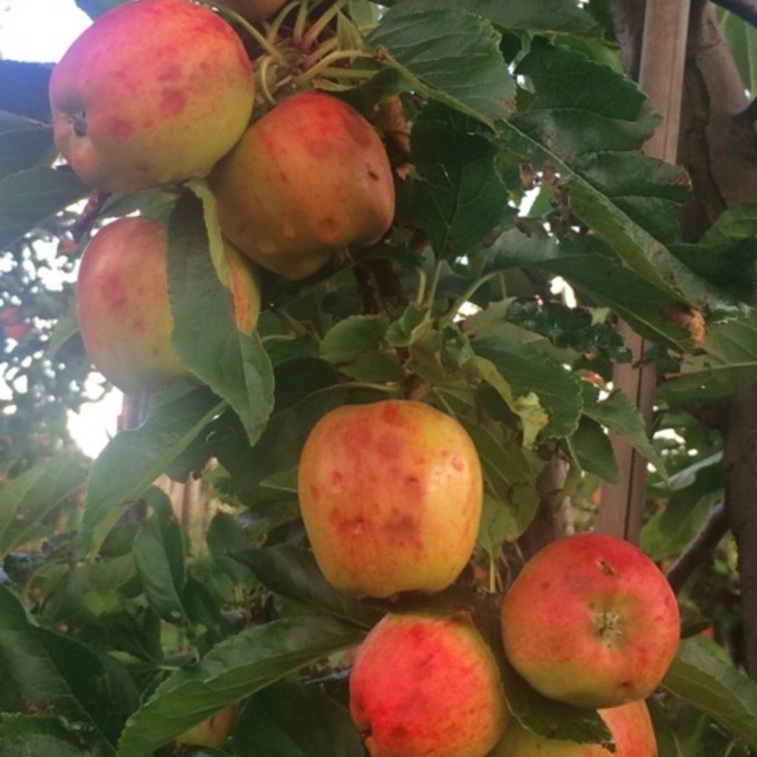 apples