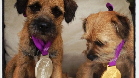 Andy Murray's dogs wearing the tennis champion's medals
