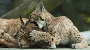 Lynx kitten