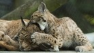 Lynx kitten