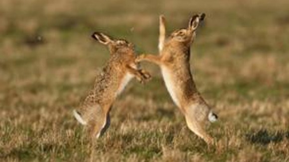 Boxing hares at Welney Wetland Reserve