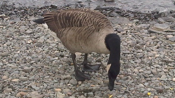 bird