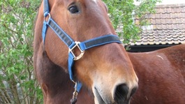 Gracie-May at HorseWorld near Bristol