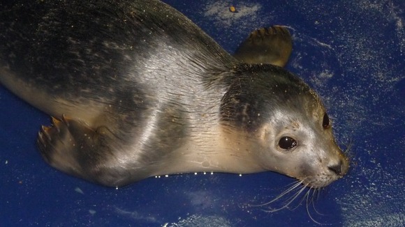 Seal