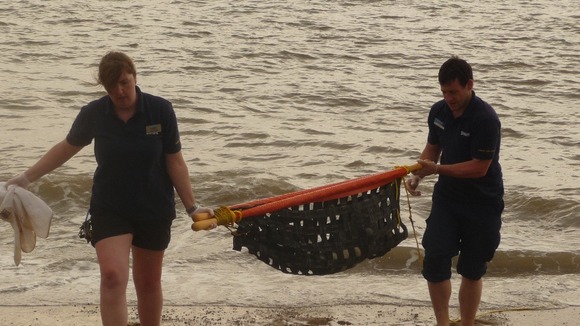 The seal being carried away for treatment