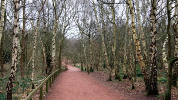 Sherwood Forest in Nottinghamshire