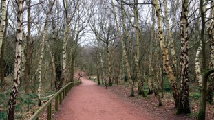 Sherwood Forest in Nottinghamshire
