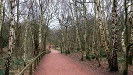 Sherwood Forest in Nottinghamshire