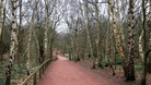 Sherwood Forest in Nottinghamshire