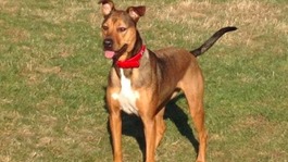 Fatal mystery dog illness could return