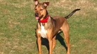 Fatal mystery dog illness could return