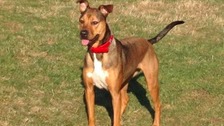 Fatal mystery dog illness could return