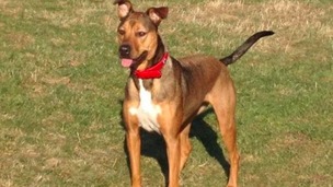 Fatal mystery dog illness could return