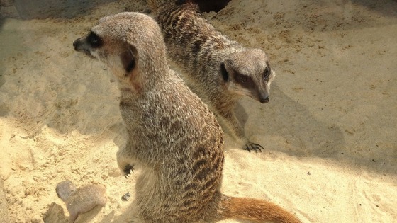 Meerkat mum and pup