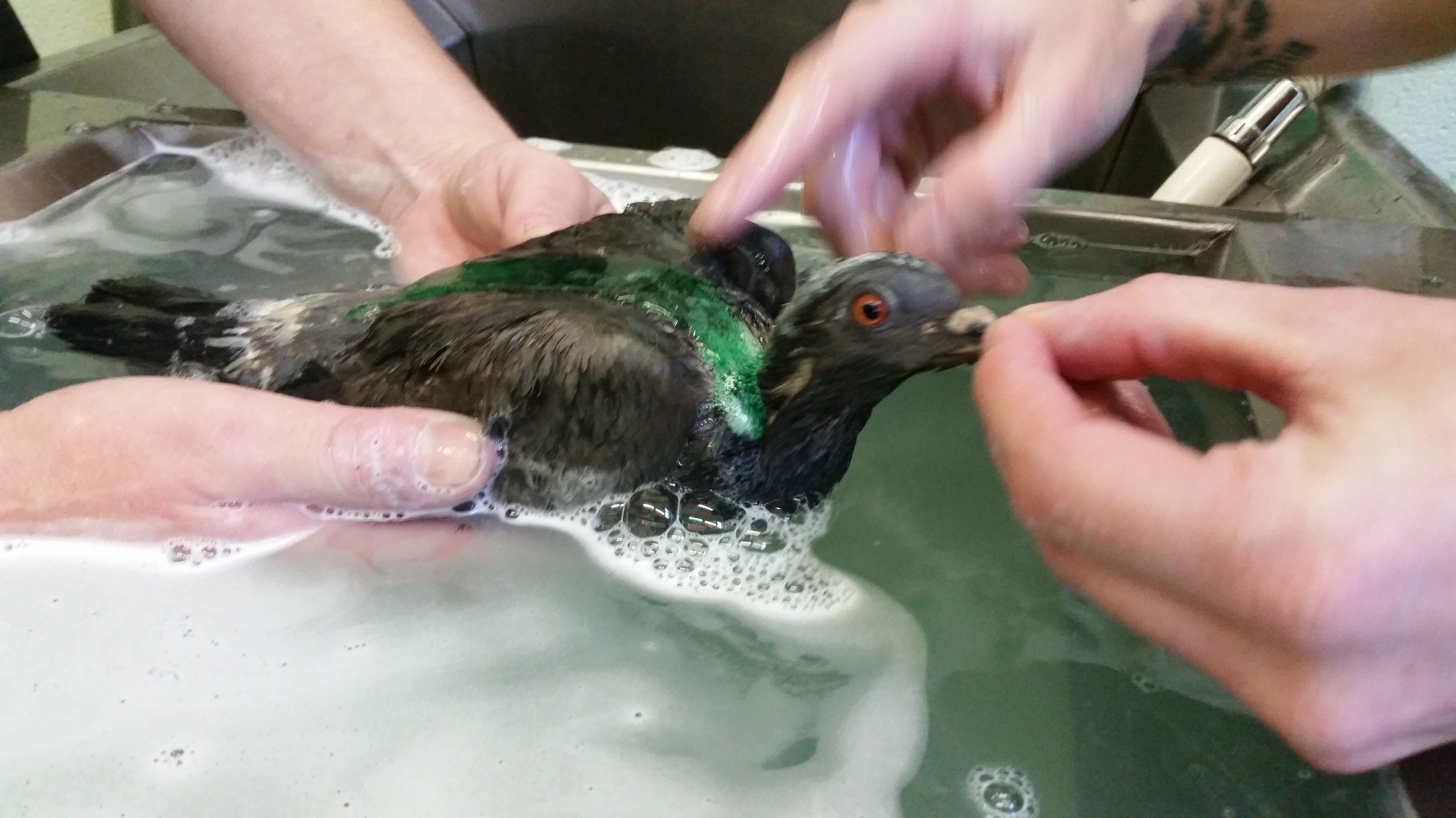 Pigeon covered in cooking oil gets washing up liquid bath West