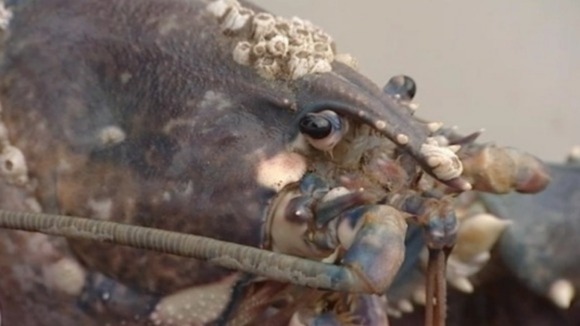 Merial has been named after Anthony's mother after he joked they 'both get their claws out'