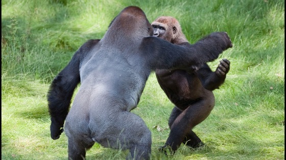 Gorilla brothers