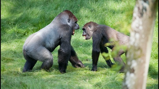 Gorilla brothers