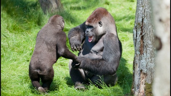 Gorilla brothers