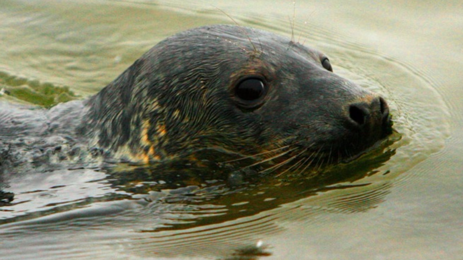 Seal Protection Action Group Dependent seal pups are left to starve if