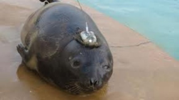 Eve the Hooded Seal