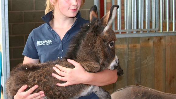 Primrose the wonky donkey