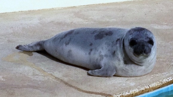 Eve the seal at Natureland