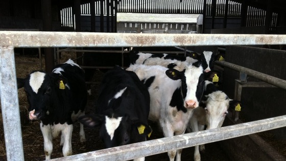 Cows