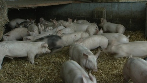 Men sentenced in pig cruelty case
