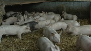 Men sentenced in pig cruelty case