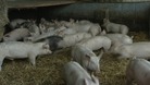 Men sentenced in pig cruelty case