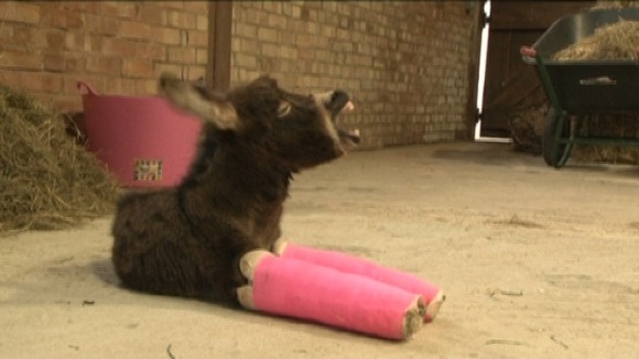 Primrose the wonky donkey