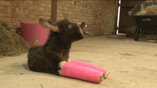 Primrose the wonky donkey