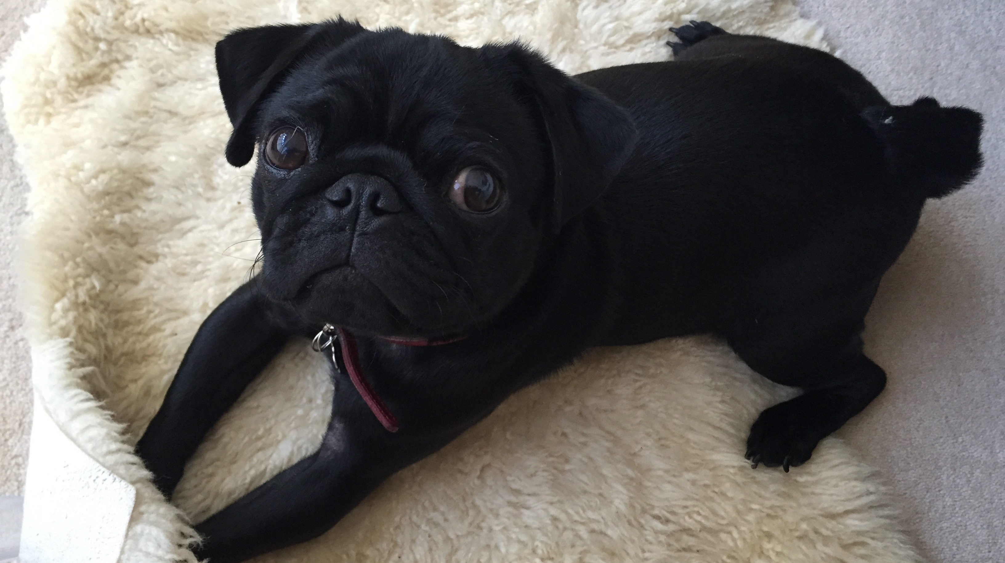 pug mascot 9s pug mascot stolen from in itv news pug mascot 9s pug mascot stolen from in itv news