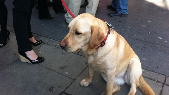 Ken Livingstone's dog Coco