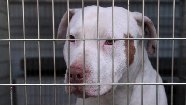 dangerous dog crackdown