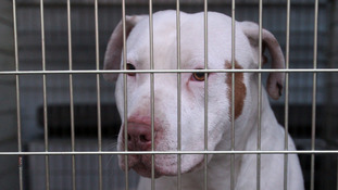 Owners of dangerous dogs to face crackdown