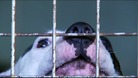 Dangerous dog owners can now be sentenced for longer if convicted. 