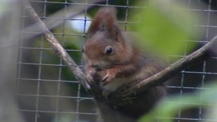 Red Squirrel on Anglesey