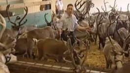Reindeer