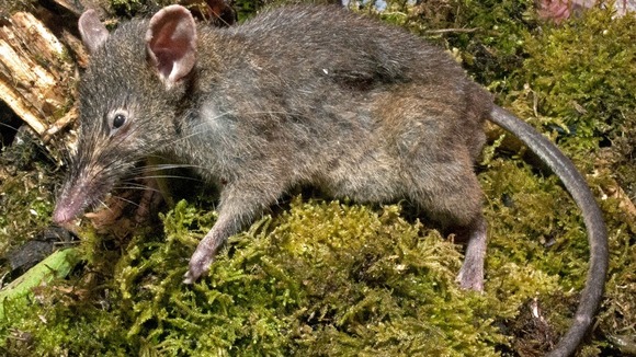 Newly discovered 'toothless' rat Paucidentomys vermidax