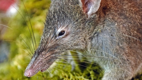 The discovery represents a new step in rodent evolution